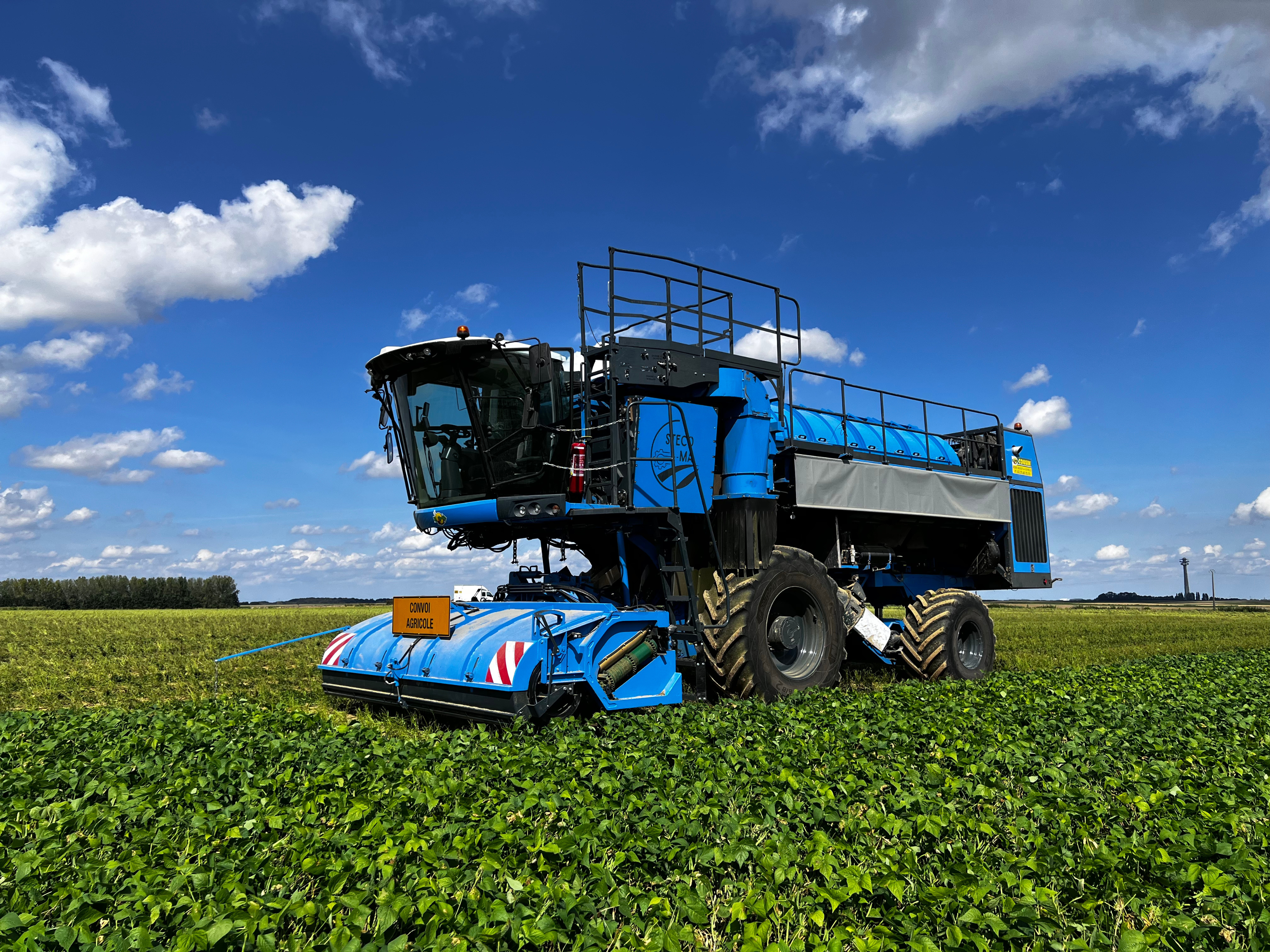 steco ma harvesting flageolet beans